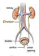 Anatomy and Physiology homework question answer, step 1, image 1